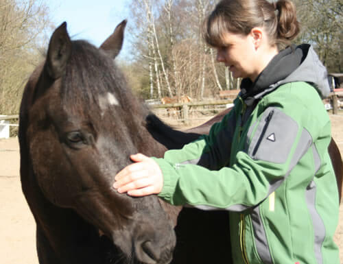 Pferdephysiotherapie Physiotherapie